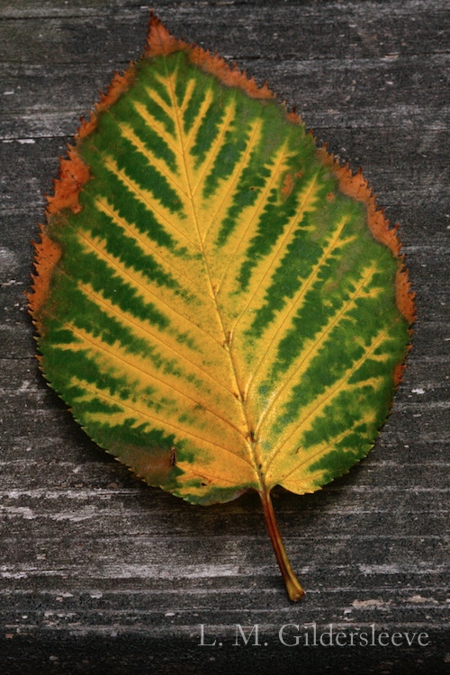 Colorful birch leaf of gold, green and rust brown.